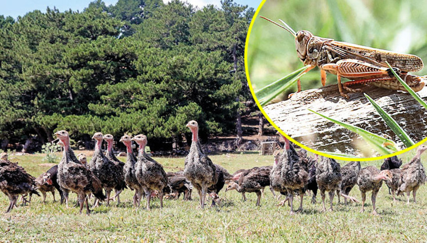 Çekirgelere karşı ‘hindi ordusu’