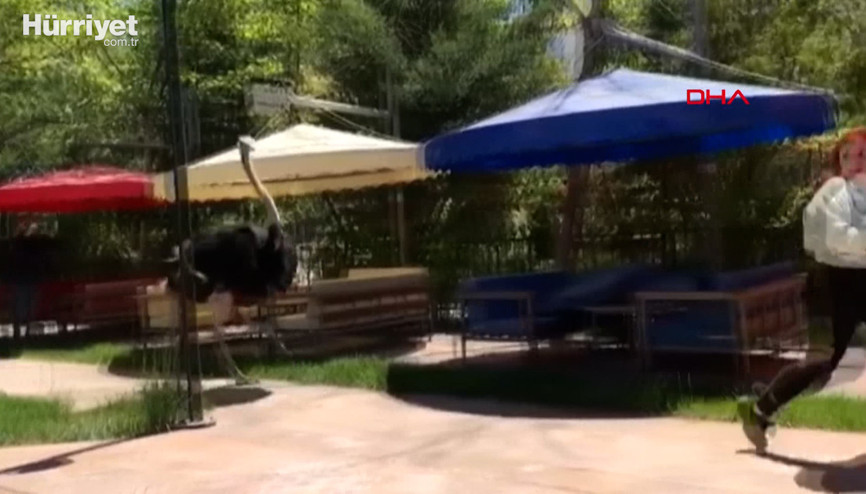 Deve kuşunun kovaladığı Kardelen yaşadıklarını anlattı