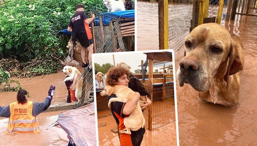Bartında 56 köpeğin öldüğü barınakta mahsur kalan köpekler böyle kurtarıldı