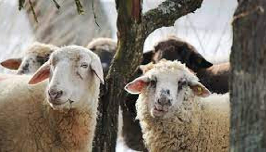 Abdestsiz olarak kurban kesilebilir mi İşte Diyanetin bu soruya yanıtı