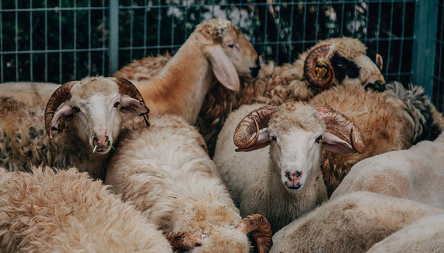 Arefe ne zaman, Kurban Bayramına kaç gün kaldı Kurban Bayramı tatili günleri 2022