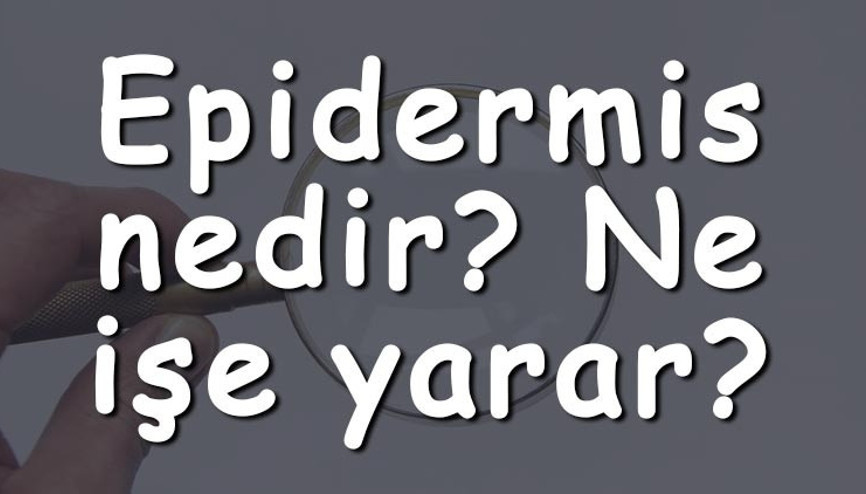 Epidermis nedir Ne işe yarar Epidermis fotosentez yapar mı Bölünür mü