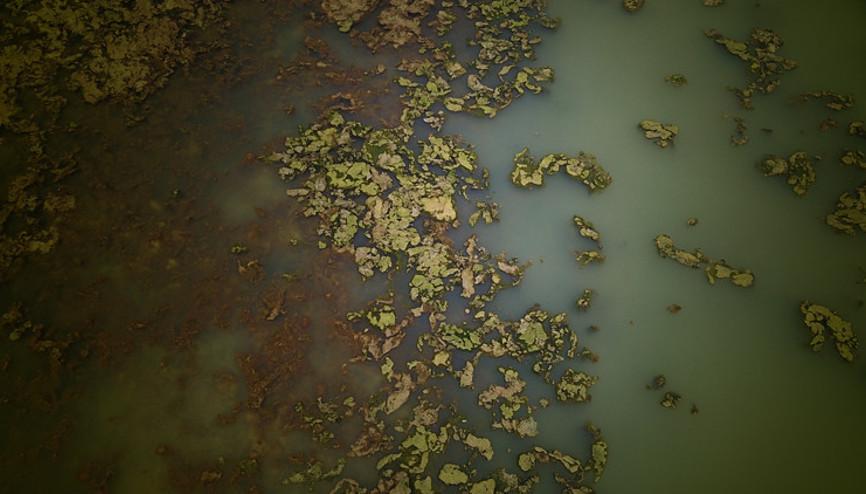 İzmirde endişelendiren görüntü Sahil yeşile büründü İzmirde endişelendiren görüntü Sahil yeşile büründü