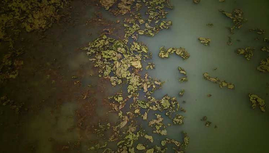 İzmir sahili deniz marulu ile yeşile büründü İzmir sahili deniz marulu ile yeşile büründü