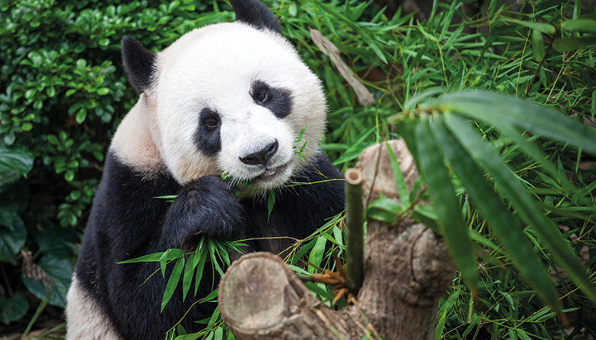 6 milyon yıldır vejetaryen