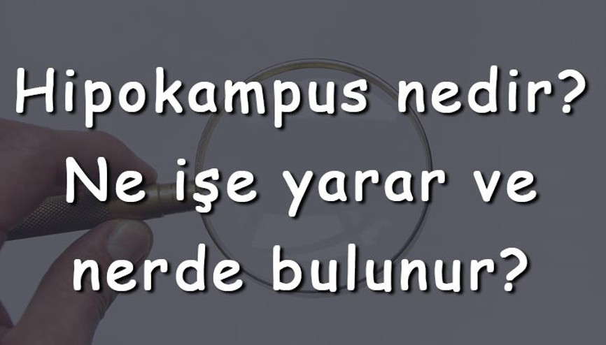Hipokampus nedir Ne işe yarar ve nerde bulunur Hipokampus beyinde ne görevi görür Hipokampus nedir Ne işe yarar ve nerde bulunur Hipokampus beyinde ne görevi görür