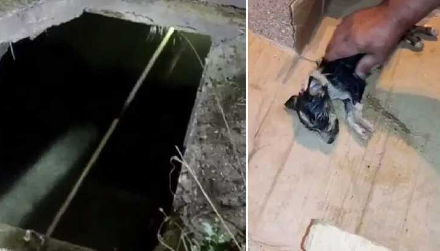 Su kanalına düşen yavru köpekler için seferber oldular