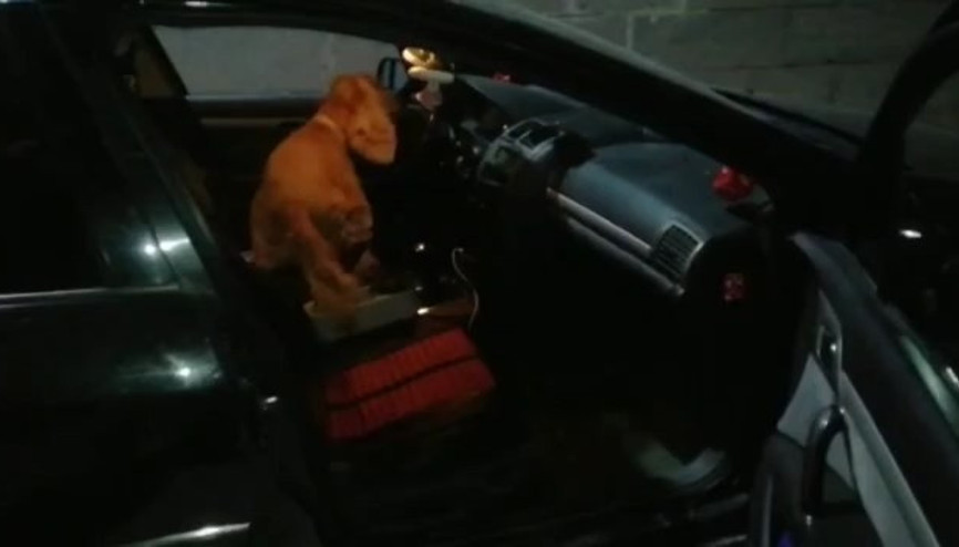 Elazığ’da dedektör köpeği ‘Alex’ uyuşturucu tacirlerine geçit vermedi