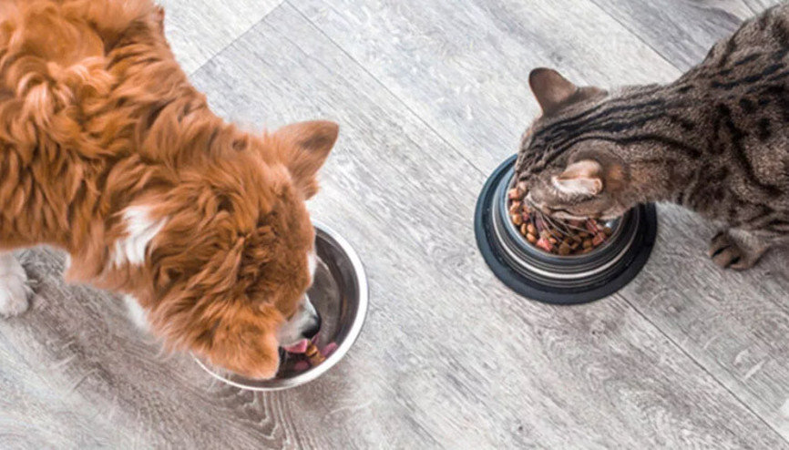 Kedi maması ürününde kimyasal madde iddiası