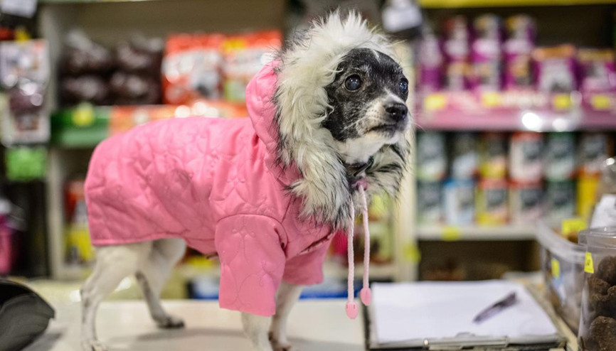 Hayvanlar ticaret unsuru olmamalı