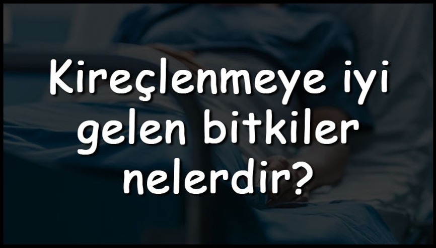 Kireçlenmeye iyi gelen bitkiler nelerdir Kireçlenmeye iyi gelen bitkisel yağlar ve tarifleri