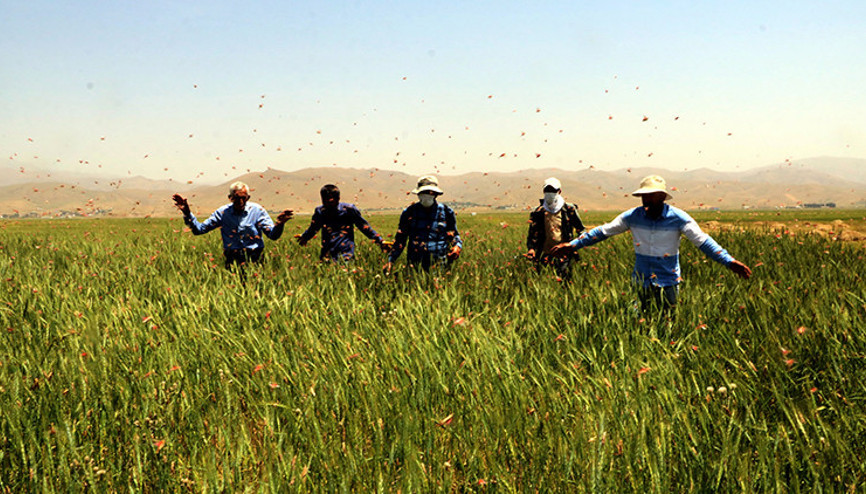 Yüksekovada çekirge istilası Bölge halkı dertli: İlk kez böylesiyle karşılaştık