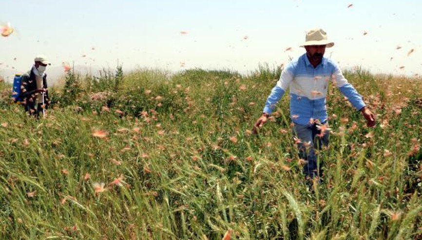 Yüksekovada çekirge istilası Sayıları hızla artıyor