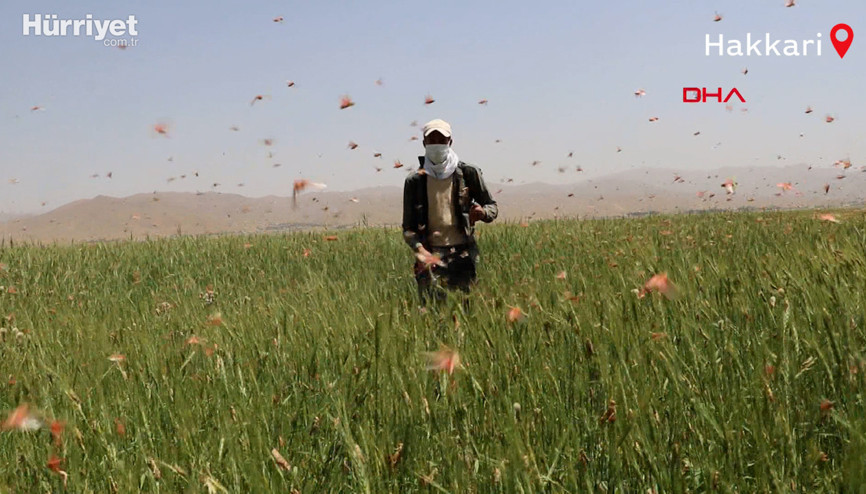 Yüksekovada tarım arazilerinde çekirge  istilası