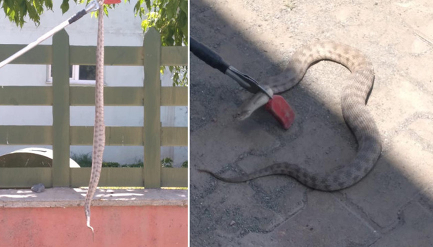 Iğdır’da iş yerine giren engerek yılanı korkuttu