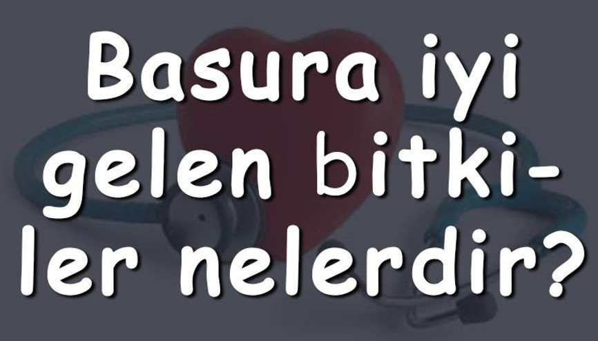 Basura iyi gelen bitkiler nelerdir Hemeroide iyi gelen bitki çayları ve tarifleri Basura iyi gelen bitkiler nelerdir Hemeroide iyi gelen bitki çayları ve tarifleri