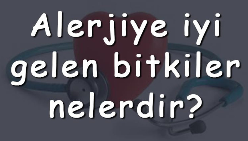 Alerjiye iyi gelen bitkiler nelerdir Alerjiye iyi gelen bitki çayları ve tarifleri