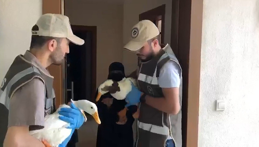 Sosyal medyada gündem olmuştu Ördekler İçişleri Bakanlığının koruması altında