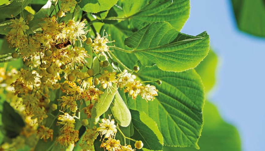 Ekonomiye 35 milyon liralık ıhlamur katkısı