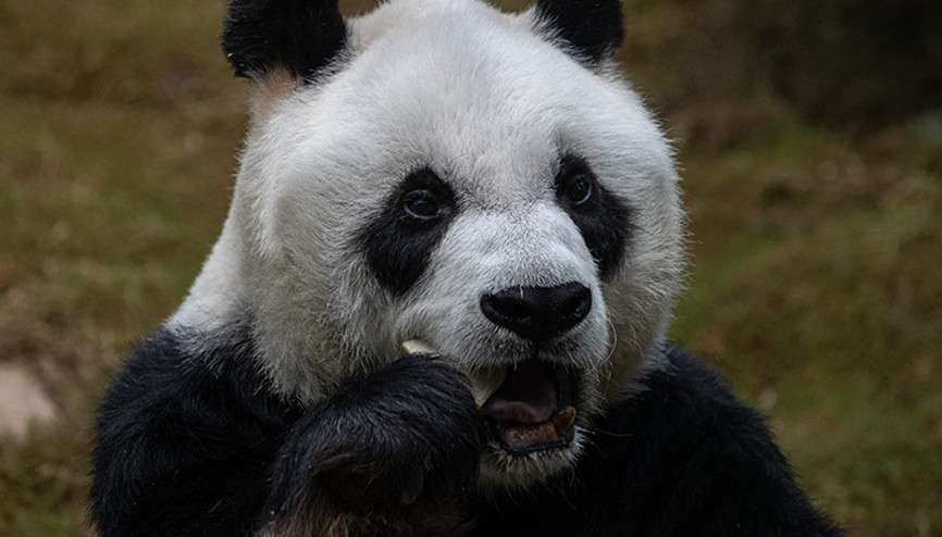 Dünyanın en yaşlısıydı... 35 yaşında öldü