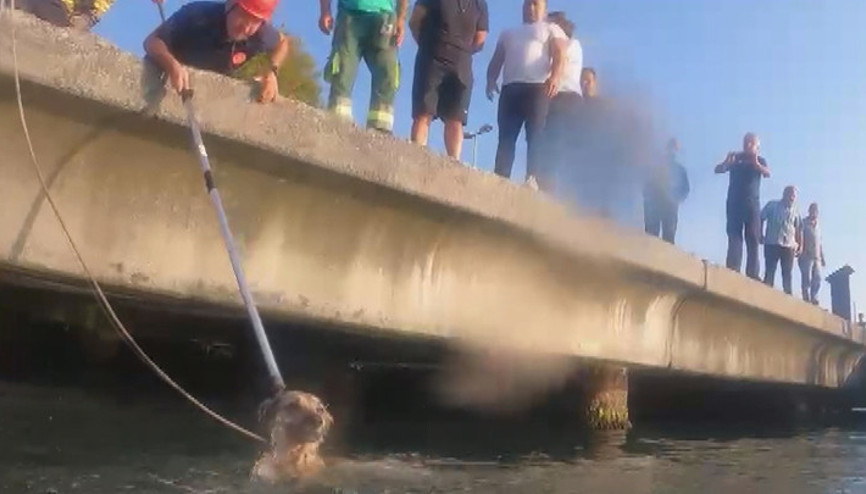 Emirganda iskele altında mahsur kalan köpek kurtarıldı