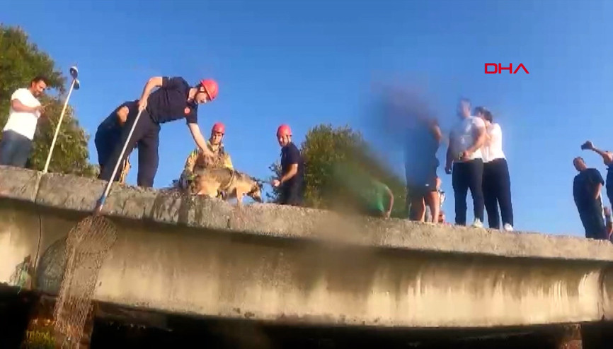 Emirganda iskele altında mahsur kalan köpek kurtarıldı