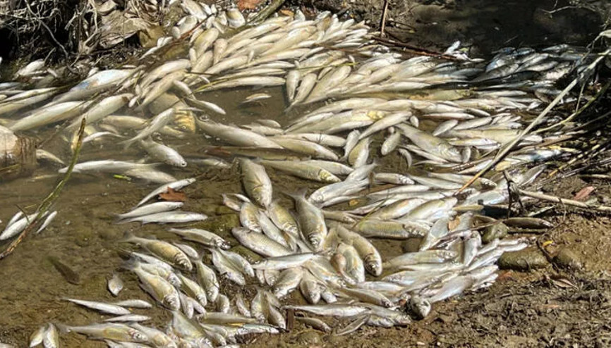 Bartın Irmağındaki balık ölümlerine inceleme