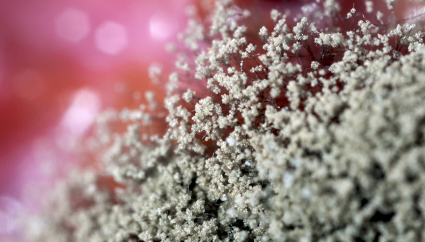 Maymun çiçeği belirtileri nelerdir, nasıl anlaşılır Maymun çiçeği hastalığı Türkiyede var mı Fahrettin Koca açıkladı Maymun çiçeği belirtileri nelerdir, nasıl anlaşılır Maymun çiçeği hastalığı Türkiyede var mı Fahrettin Koca açıkladı