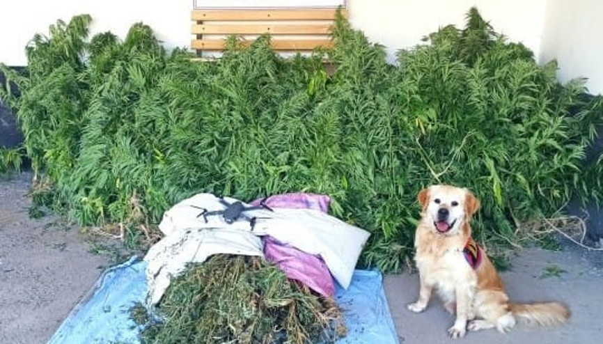 Zehir tacirleri drone’a yakalandı