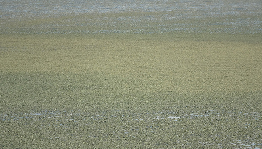 Van Gölü sahilinde endişelendiren görüntü Şu anda ciddi tehlike söz konusu değil ancak...