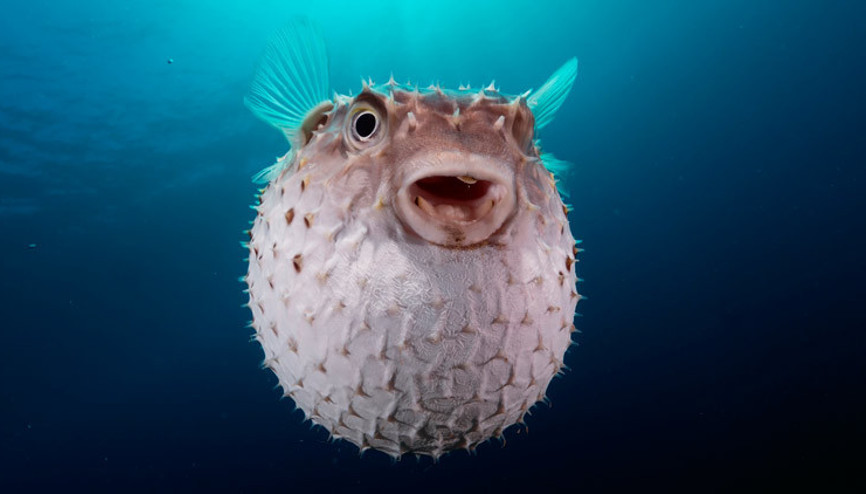 Balon balıkları için yeni karar Fiyat yükseltildi