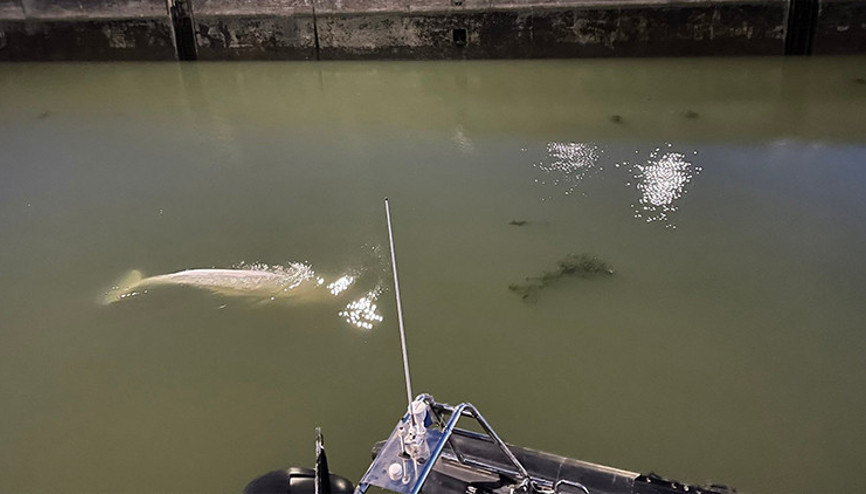 Seine Nehrinde mahsur kalan balina 4 günde kurtarıldı