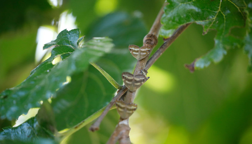 Vampir kelebek nedir, zararlı mı Vampir kelebeklere karşı nasıl önlemler alınır Vampir kelebekler İstanbulda da görülüyor Vampir kelebek nedir, zararlı mı Vampir kelebeklere karşı nasıl önlemler alınır Vampir kelebekler İstanbulda da görülüyor