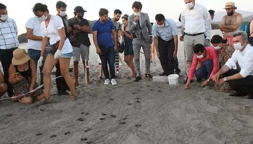 5 bininci yavru caretta caretta Akdenize ulaştı