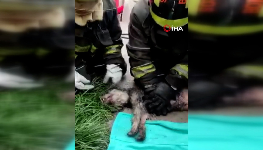 Yangında kalbi duran köpeği itfaiyeciler hayata döndürdü