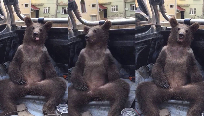 Balı fazla kaçıran ayı komaya girdi