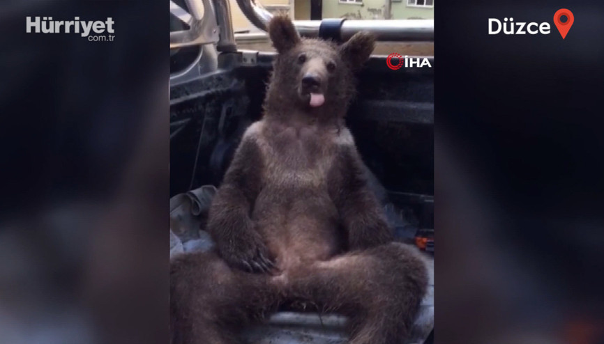 Bear passes out from mad honey