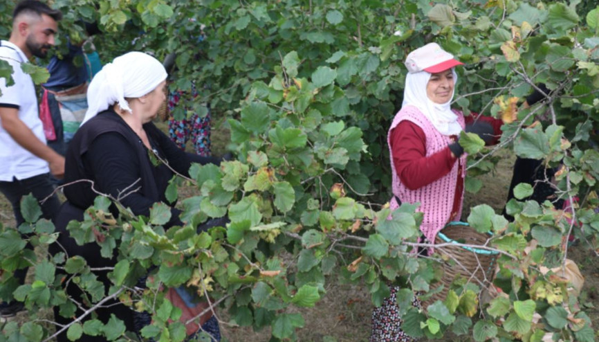 Karadenizde fındık hasadı başladı
