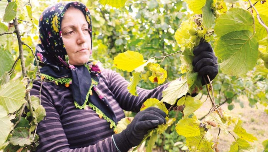 Karadeniz’de fındık hasadı başladı