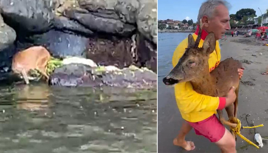 Kayalıklarda mahsur kalan yavru geyik, jet-ski ile kurtarıldı