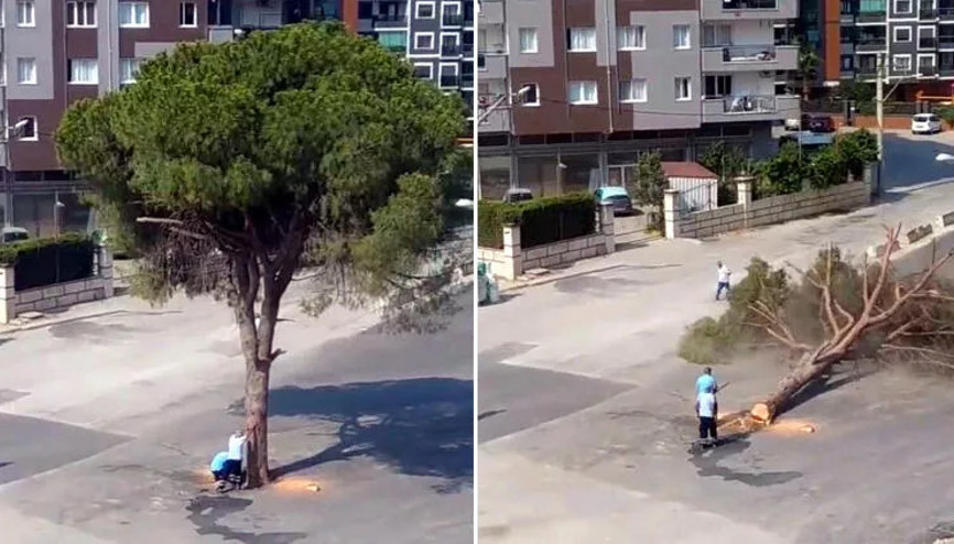Yolun ortasında kalan yarım asırlık ağacın kesilmesi tepki çekti