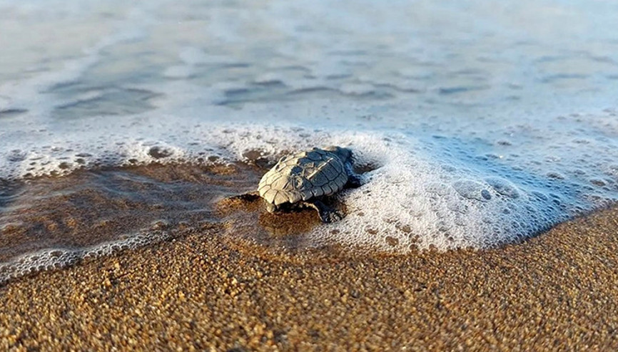 Su sıcaklığı 1 derece düştü, Antalya Belekte caretta caretta yuvaları yüzde 61 azaldı Su sıcaklığı 1 derece düştü, Antalya Belekte caretta caretta yuvaları yüzde 61 azaldı
