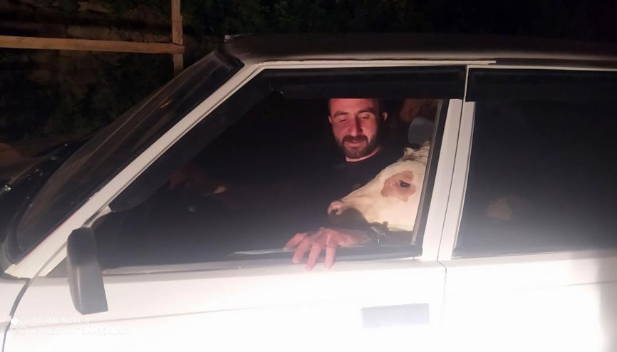Bunalıma giren buzağısını arabayla gezdirdi Morali bozuk ama idare edecek