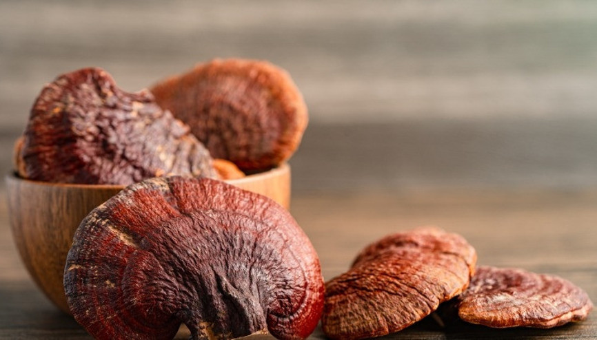 Reishi mantarını kimler kullanamaz Reishi mantarının yan etkileri ve zararları var mıdır Reishi mantarını kimler kullanamaz Reishi mantarının yan etkileri ve zararları var mıdır