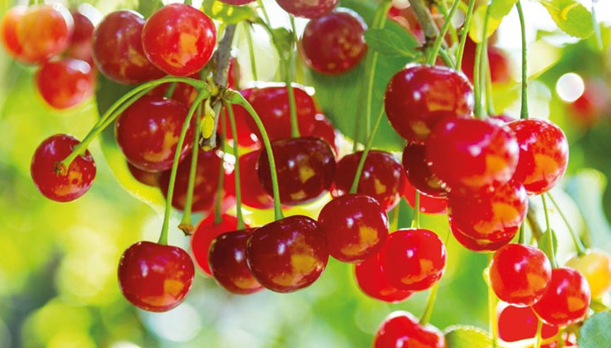 Biraz tatlı biraz ekşi... Biraz tatlı biraz ekşi...