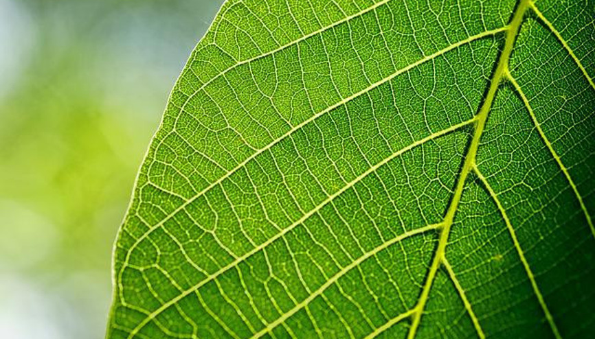 Ceviz Yaprağı Saça Ve Sivilcelere Faydası Nelerdir Ceviz Yaprağı Neye Yarar Nasıl Kullanılır