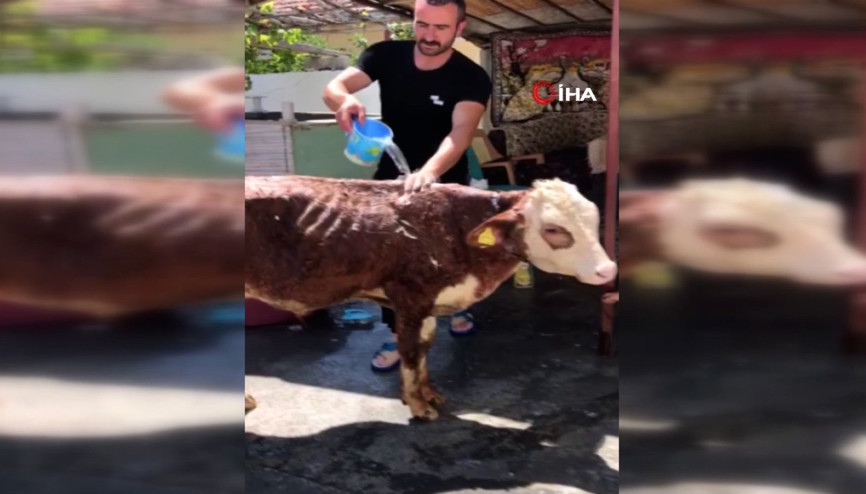 Türkiye’nin gündemine oturan buzağı psikolojisi düzelince banyo yaptı