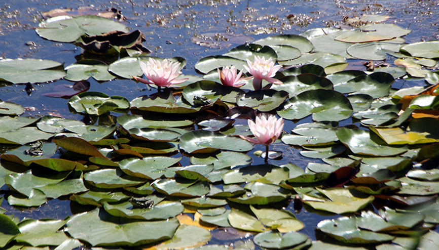 Abant ve Yedigöller’de nilüfer ve Aubrieta koparmanın cezası 109 bin lira