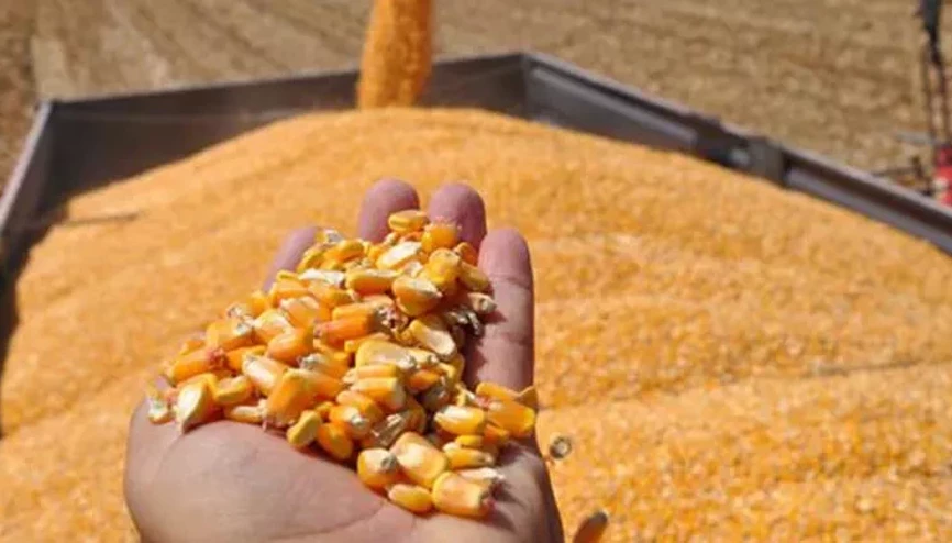 Mısır Ununun faydaları nelerdir İçerisinde hangi vitaminler vardır Mısır unu kilo aldırır mı Mısır Ununun faydaları nelerdir İçerisinde hangi vitaminler vardır Mısır unu kilo aldırır mı