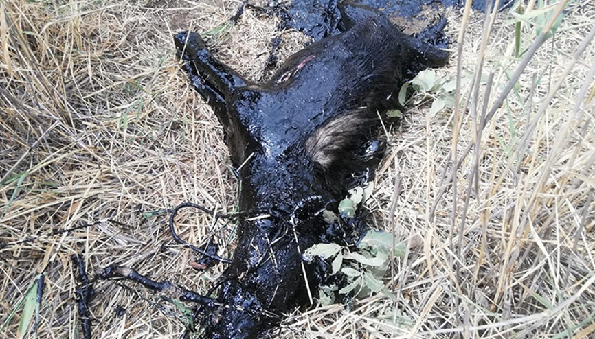 Batmanda nesli tükenmekte olan çizgili sırtlan petrol atığında öldü